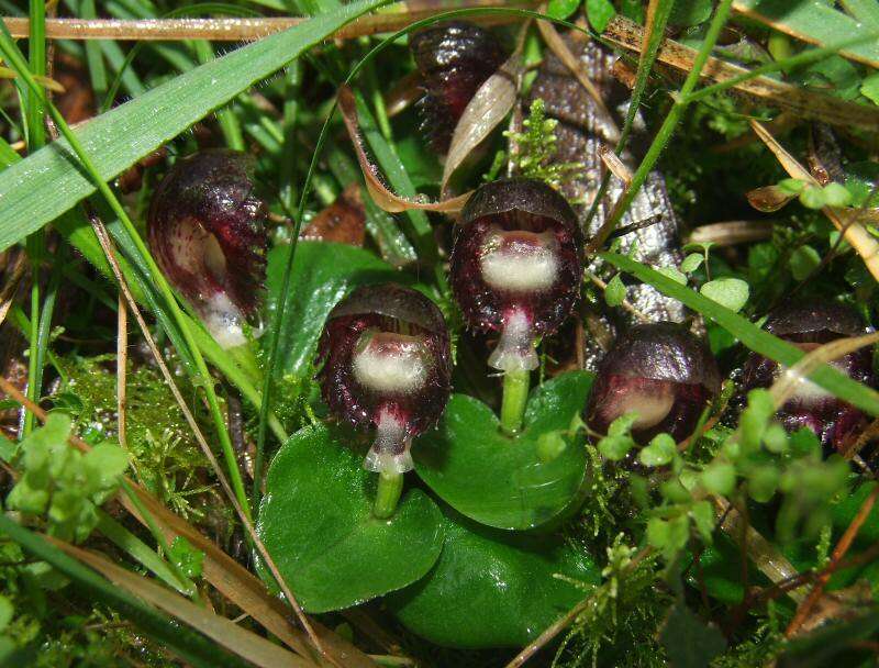 Image of Stately helmet orchid