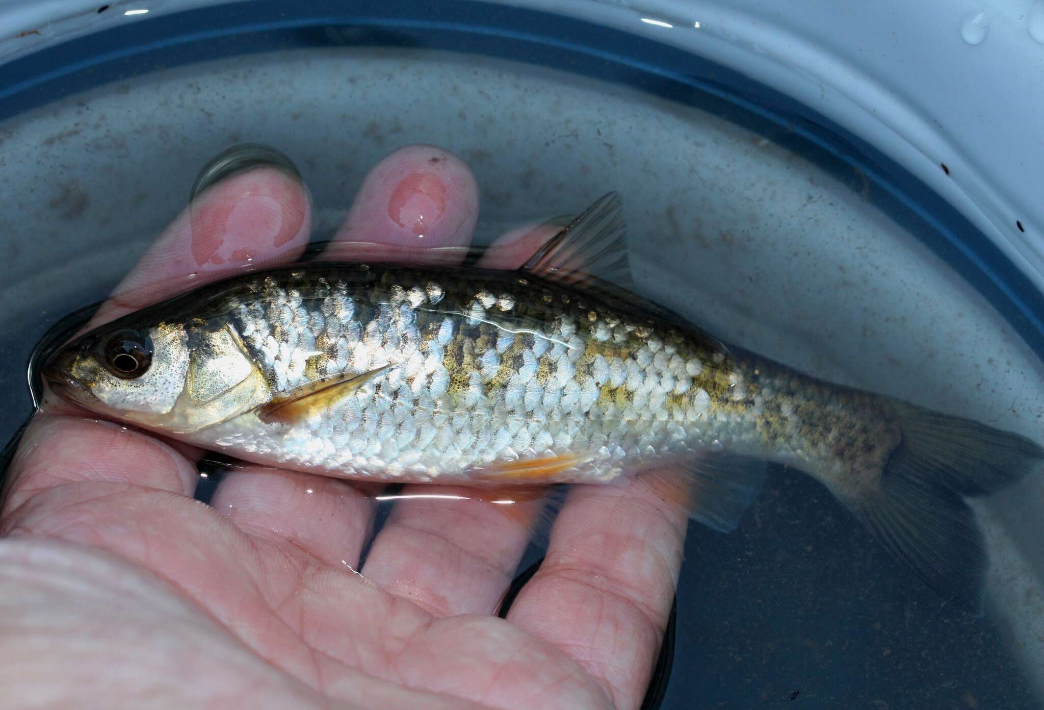 Squalius aradensis (Coelho, Bogutskaya, Rodrigues & Collares-Pereira 1998)的圖片