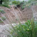 Image de Stipa pennata subsp. pennata