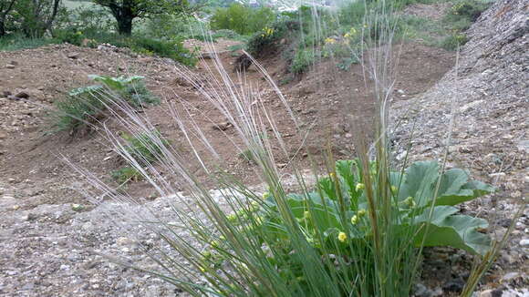 Image of Stipa pennata subsp. pennata