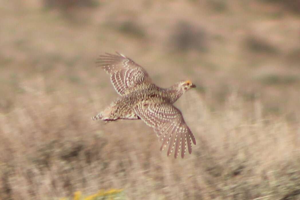 Image of Columbian Sharp-tailed Grouse