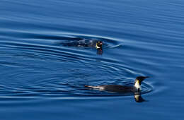 Image of Emperor Penguin