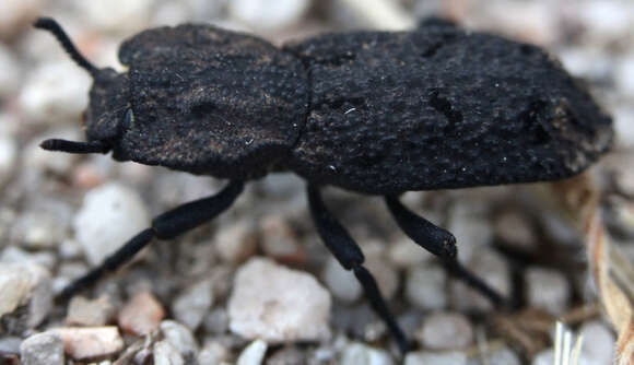 Image of Phloeodes