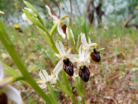 Image of Ophrys arachnitiformis Gren. & Philippe