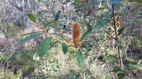 Image of Banksia paludosa R. Br.