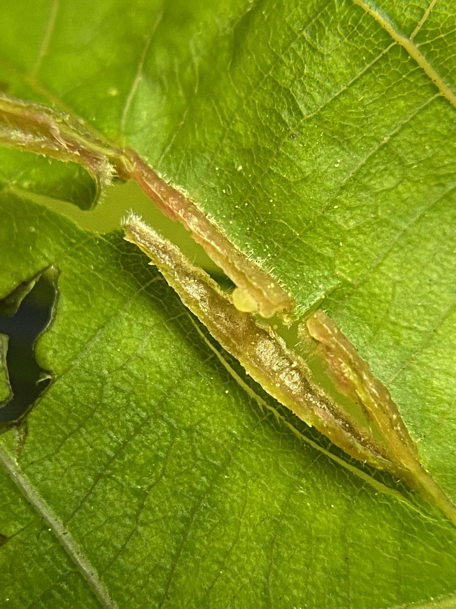 Image of Phylloxera caryaevenae (Fitch 1856)