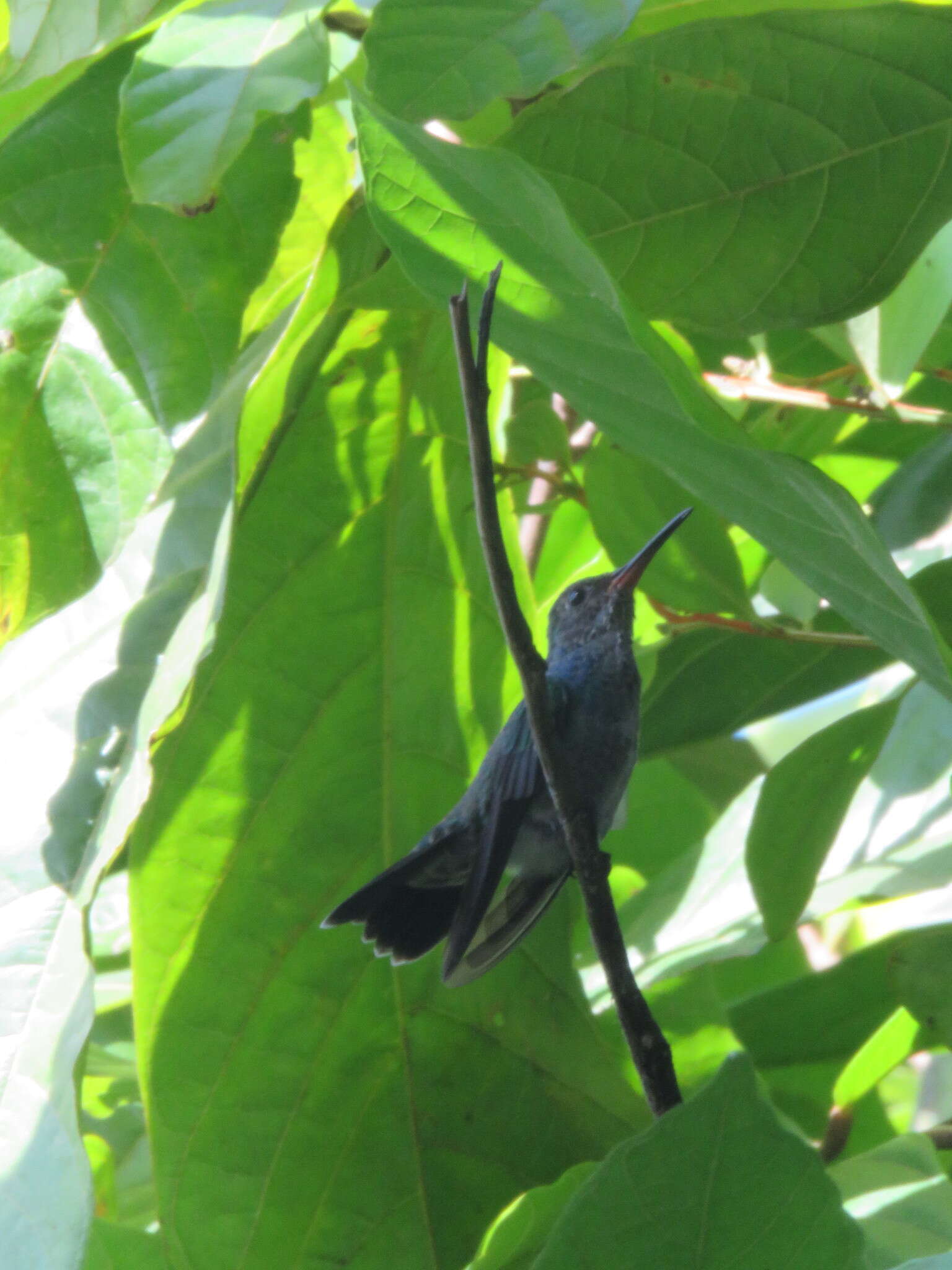 Image of Chionomesa lactea bartletti (Gould 1866)