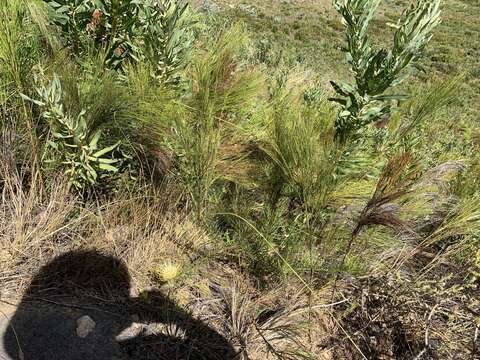 Image of narrow-leaf pincushion