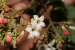 Image de Quinquina rouge