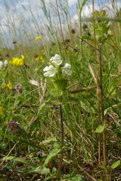 Image of cutleaf selfheal