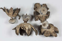 Image of Geastrum striatum DC. 1805