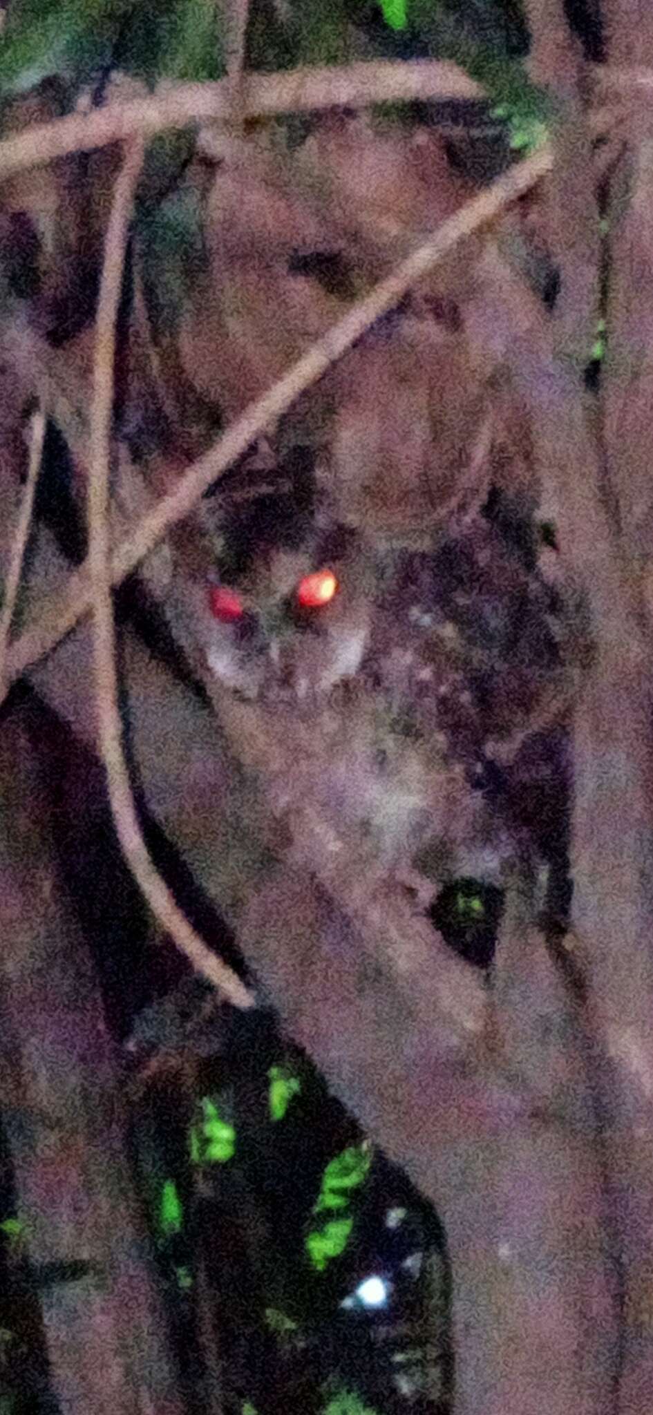 Image of Luzon Lowland Scops-owl