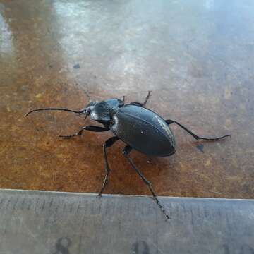 Image of Winstanley Ground Beetle