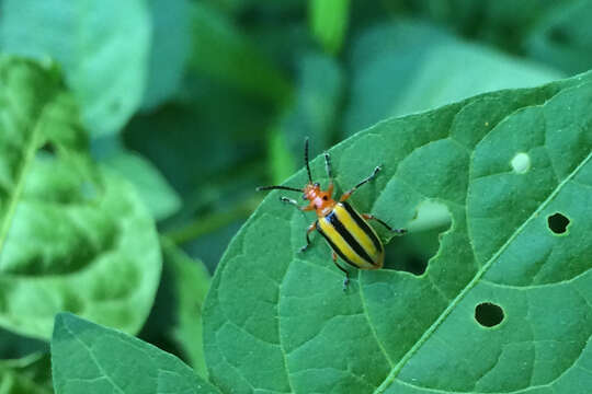 Image of Three-lined Potato Beetle