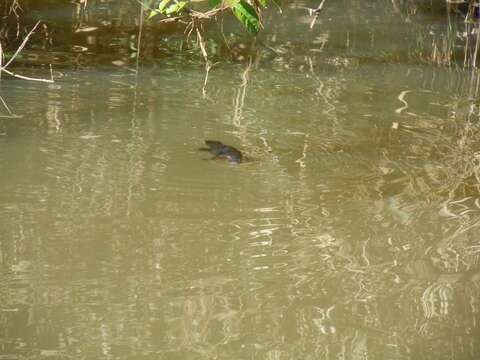 Image of platypus