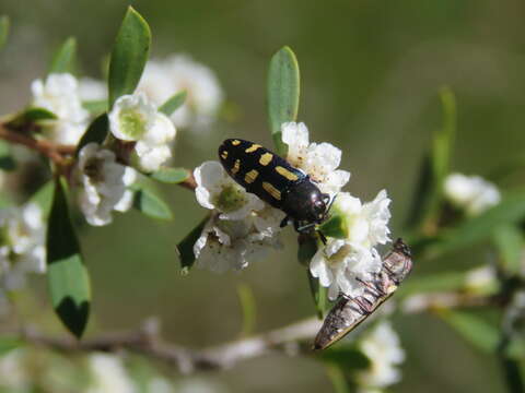 Castiarina picta (Gory & Laporte 1838) resmi