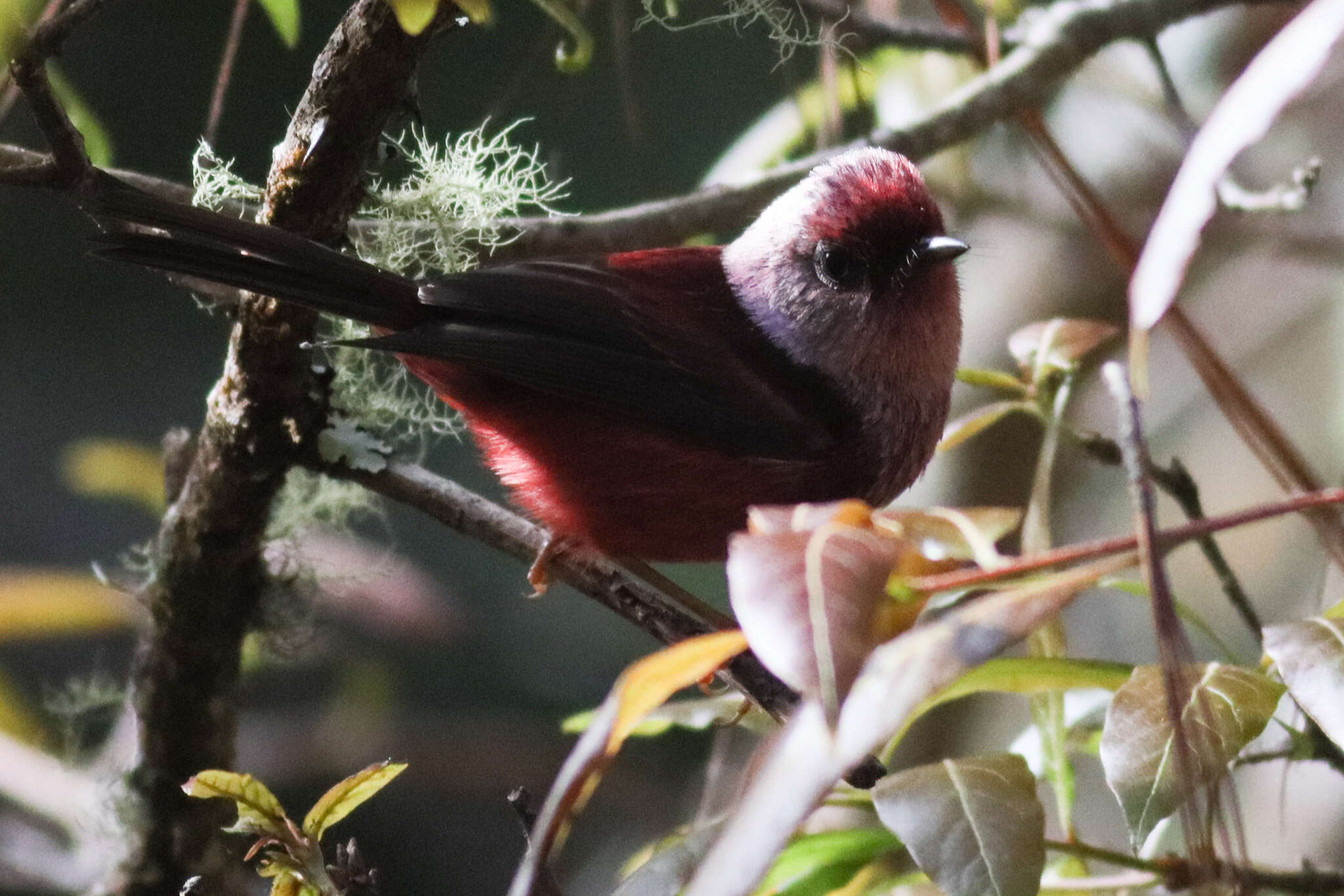 Image of Pink-headed Warbler