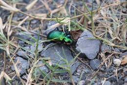 Слика од Calosoma (Calosoma) aurocinctum Chaudoir 1850