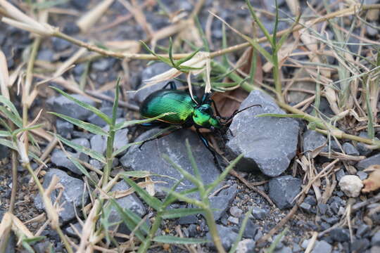 Слика од Calosoma (Calosoma) aurocinctum Chaudoir 1850