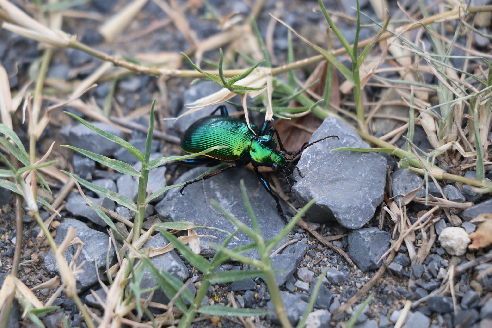 Sivun Calosoma (Calosoma) aurocinctum Chaudoir 1850 kuva