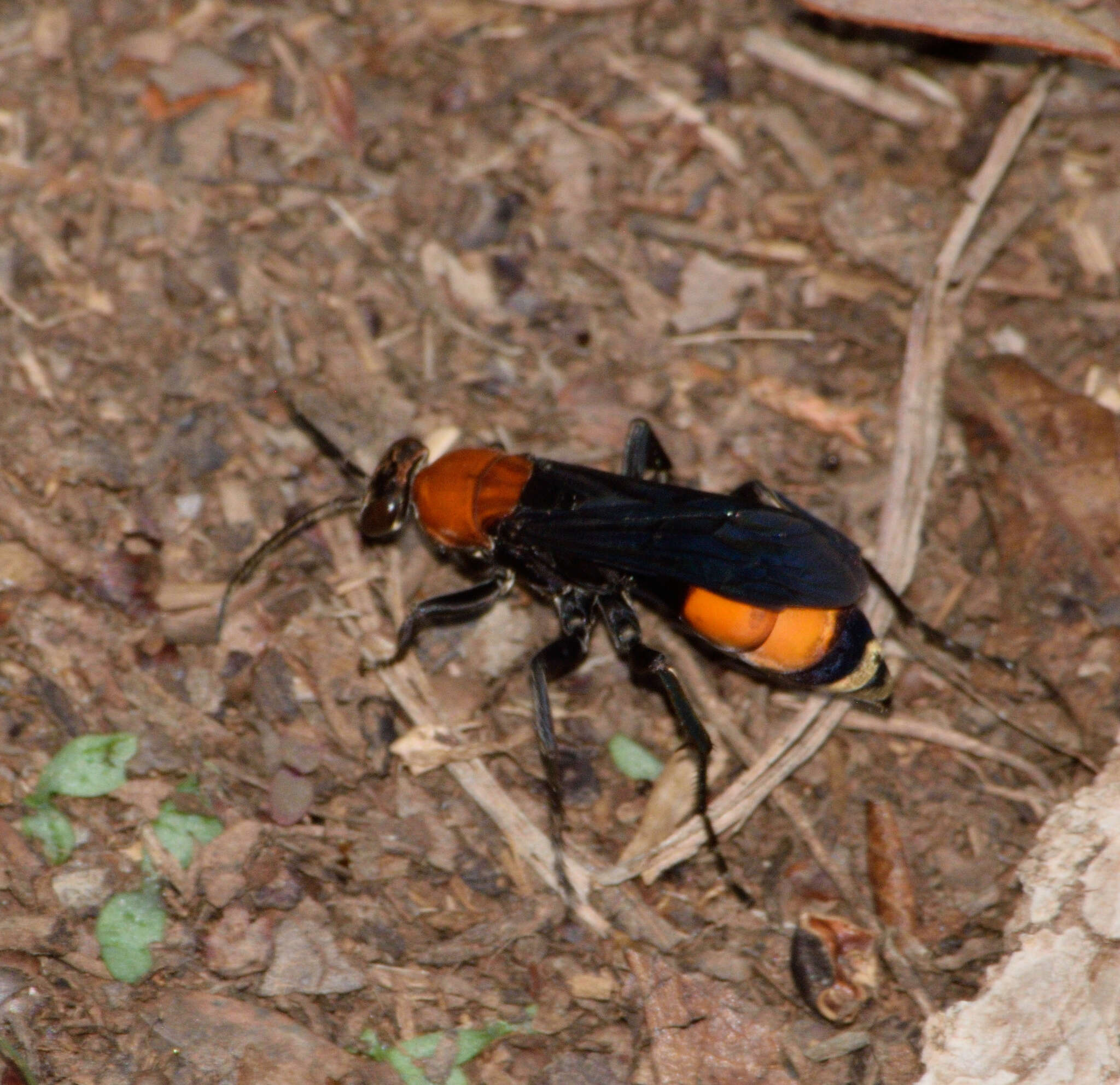 صورة Psorthaspis sanguinea (Smith 1855)