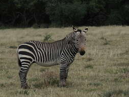 Image of Cape mountain zebra