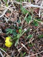 Image of snow buttercup