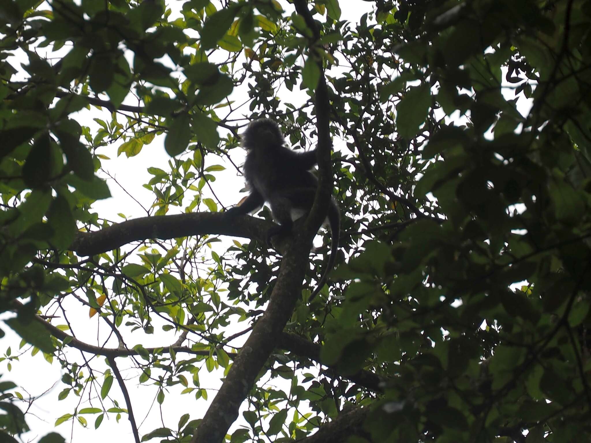 Image of Eastern Ebony Leaf Monkey