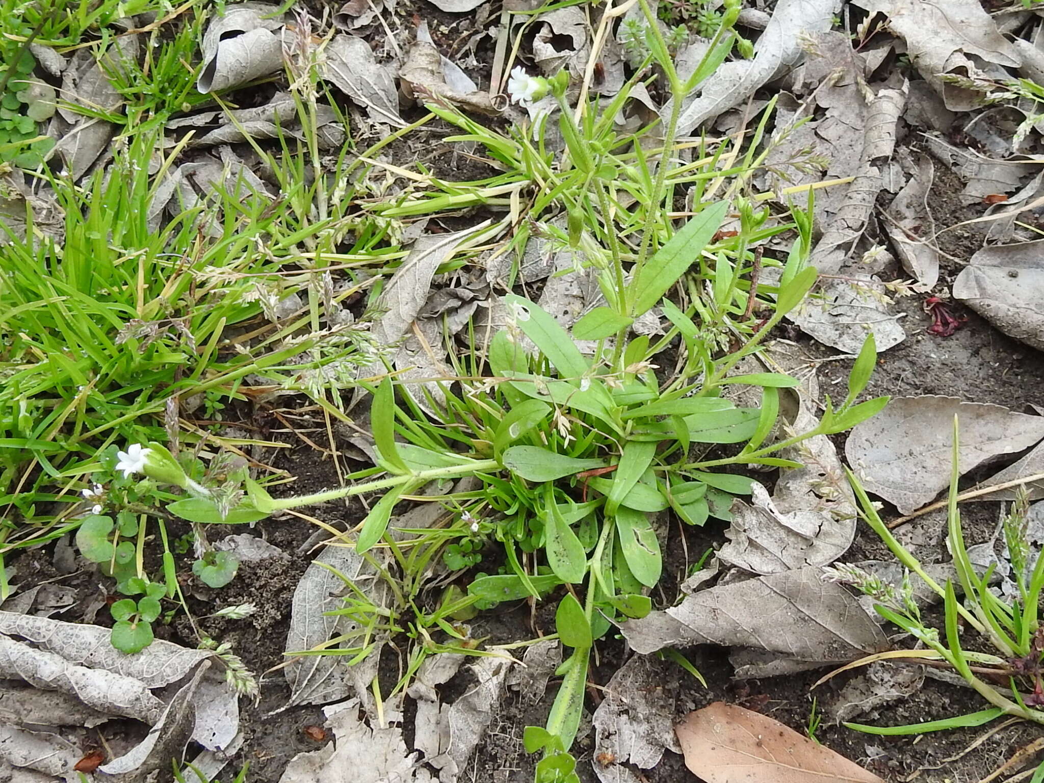 صورة Cerastium brachypodum (Engelmann ex A. Gray) B. L. Rob.