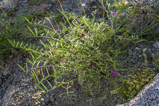 Image of red hoarypea