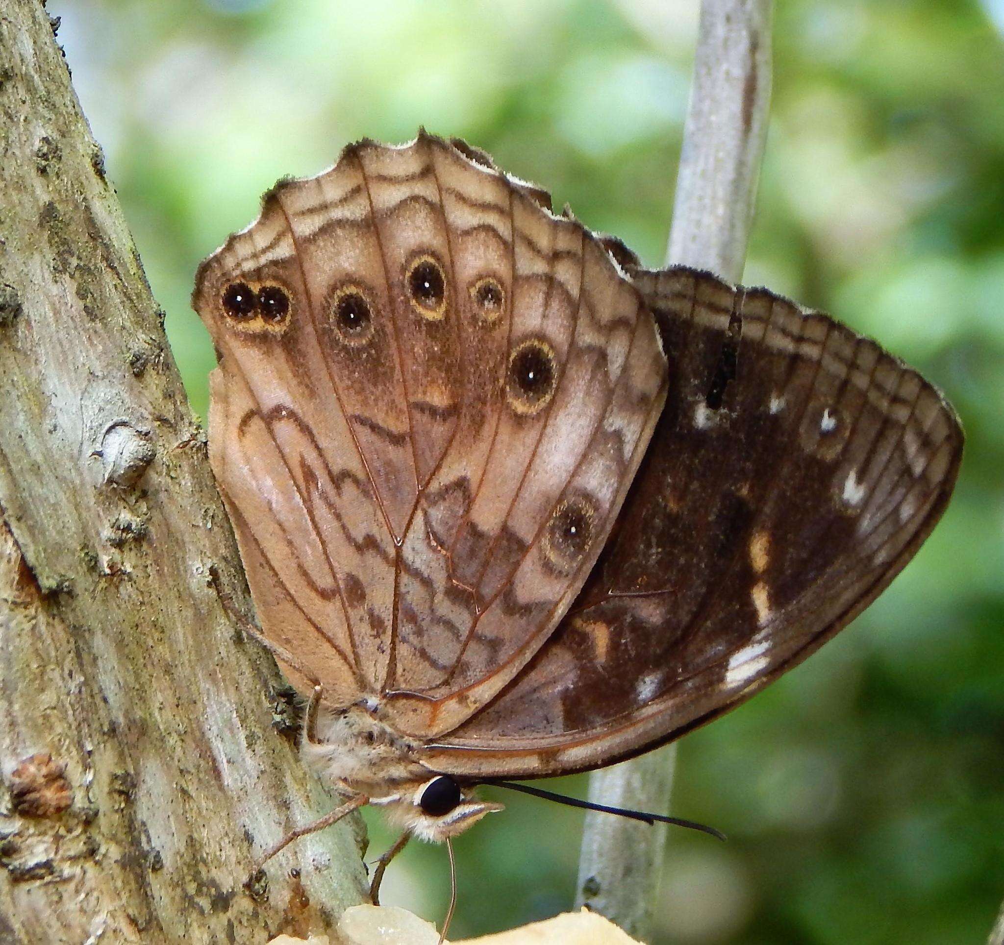 Image of <i>Paralethe <i>dendrophilus</i></i> dendrophilus