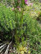 Image of Centaurium grandiflorum Druce