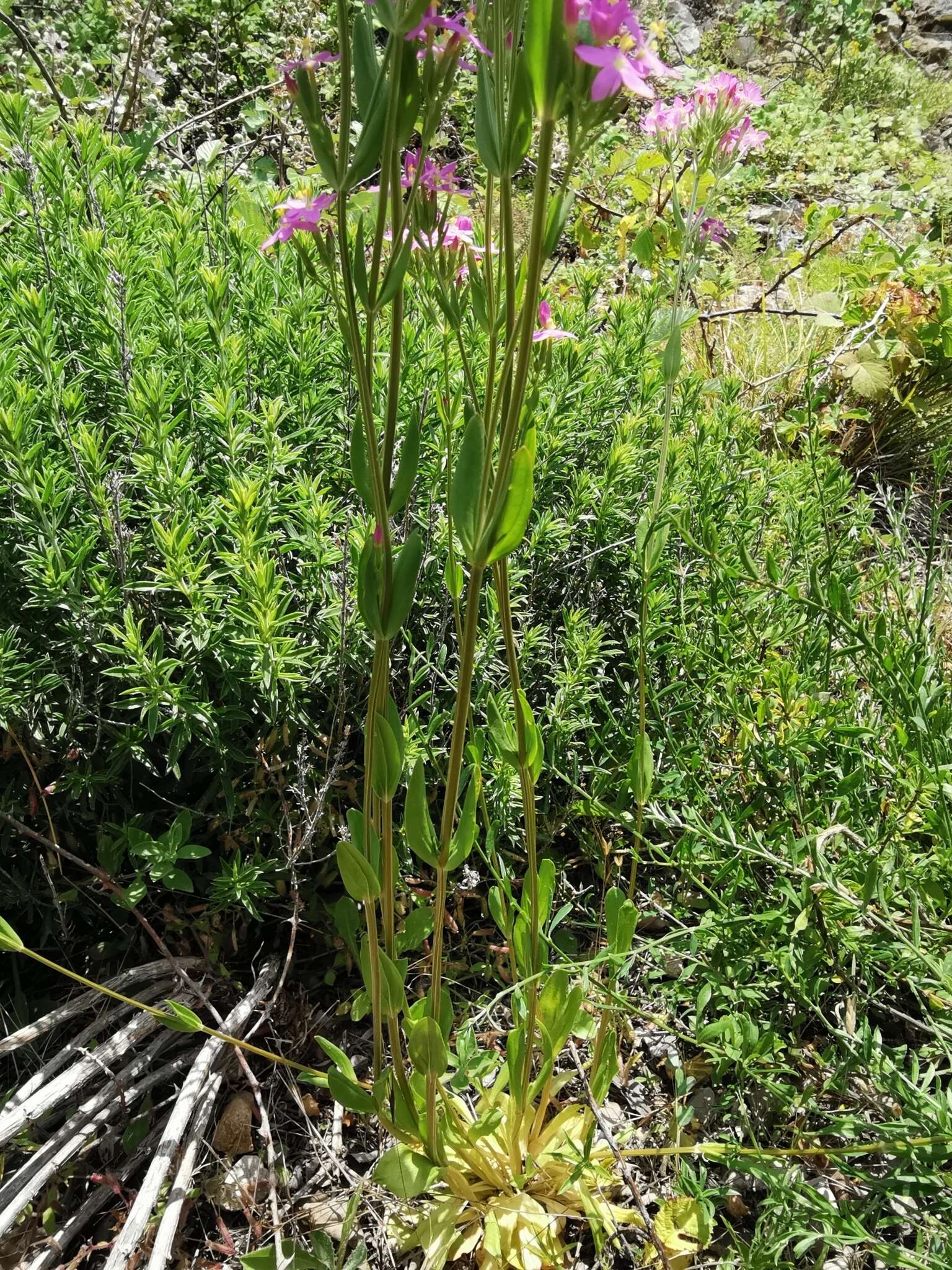 Image of Centaurium grandiflorum Druce