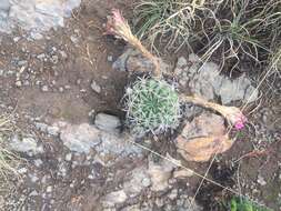 Image of Echinopsis obrepanda (Salm-Dyck) K. Schum.