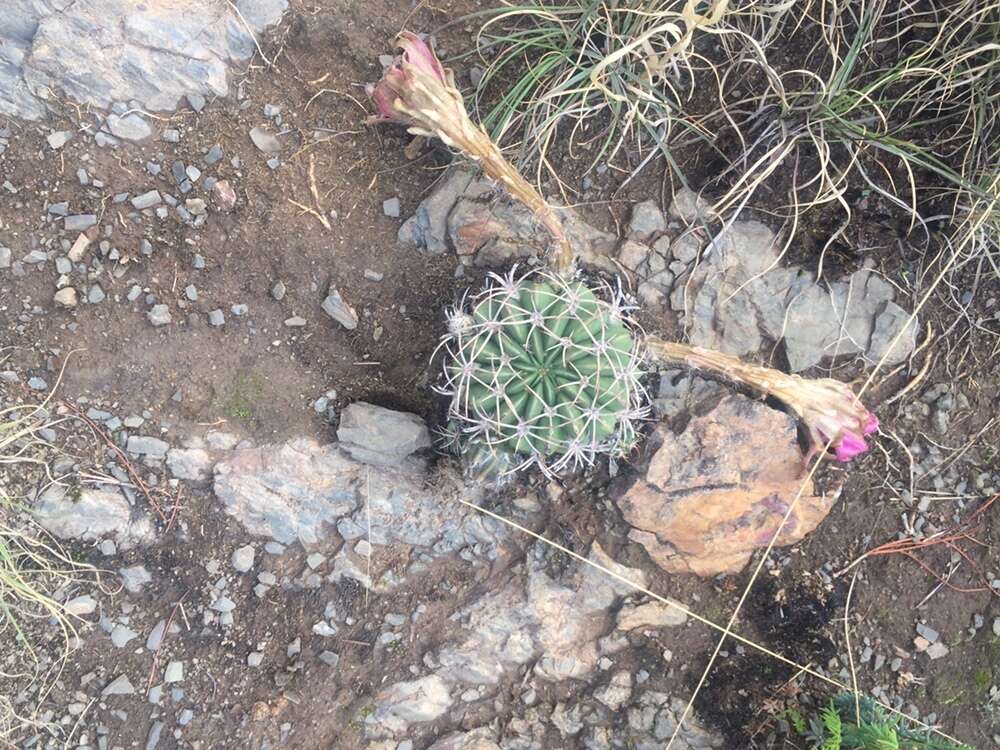 Imagem de Echinopsis obrepanda (Salm-Dyck) K. Schum.