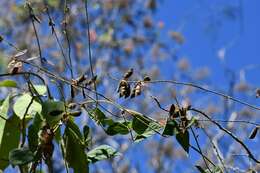 Image of Rhynchosia longeracemosa M. Martens & Galeotti