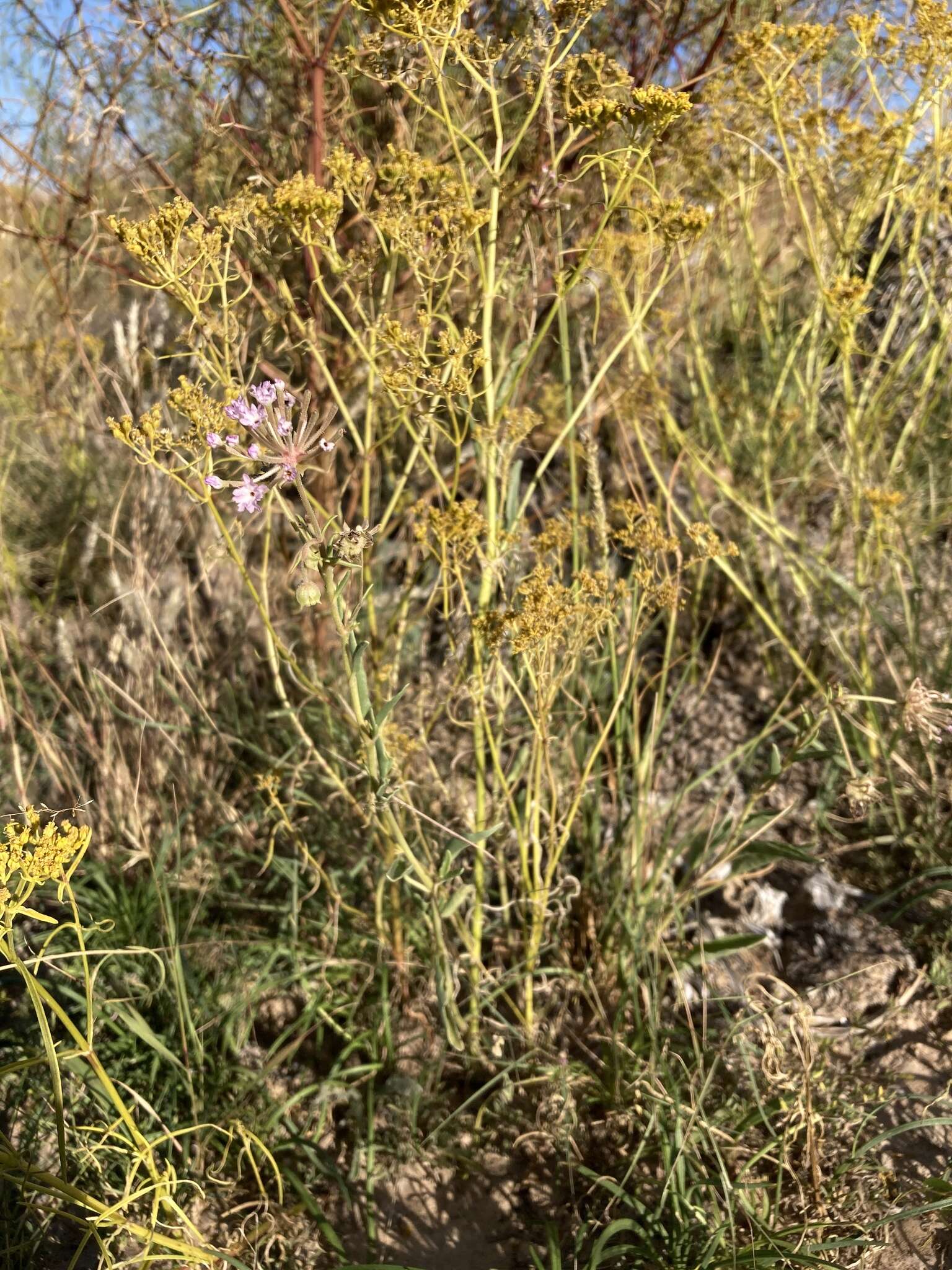 Image of Carleton's sand verbena