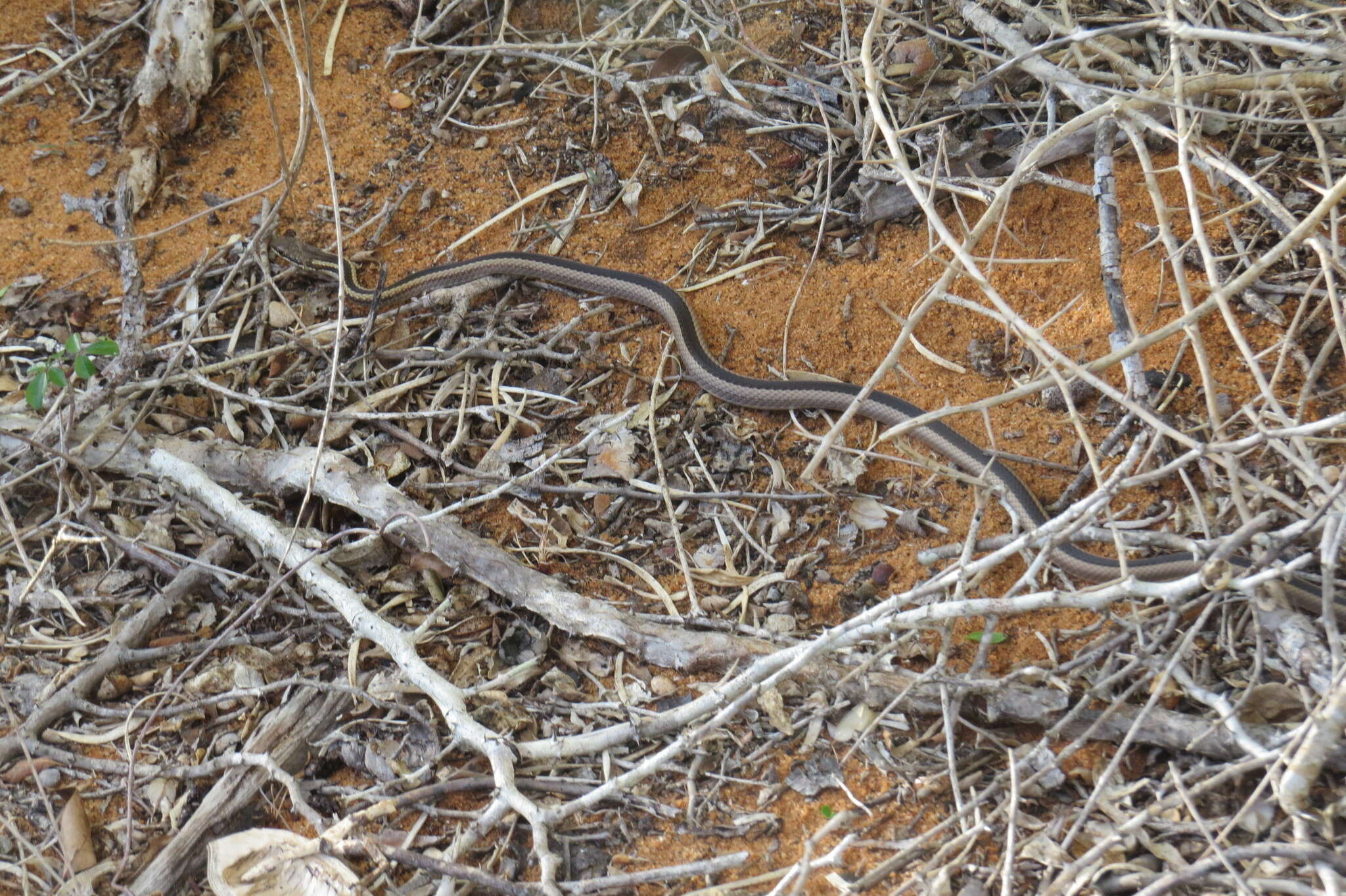 Image of Dromicodryas Boulenger 1893