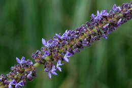 Imagem de Plectranthus spicatus E. Mey.