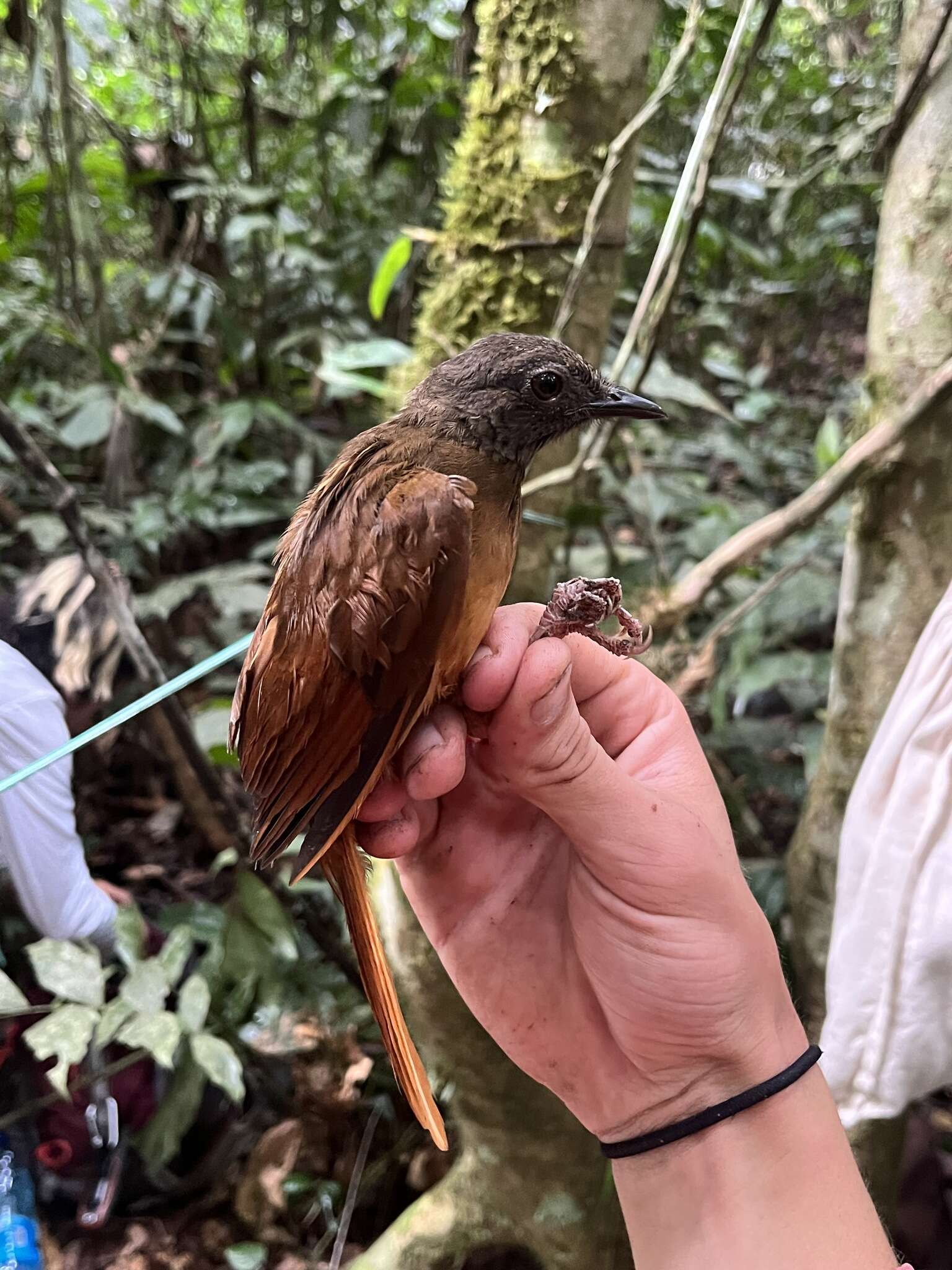 Image of Red-tailed Ant-Thrush