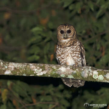 Image of Rusty-barred Owl