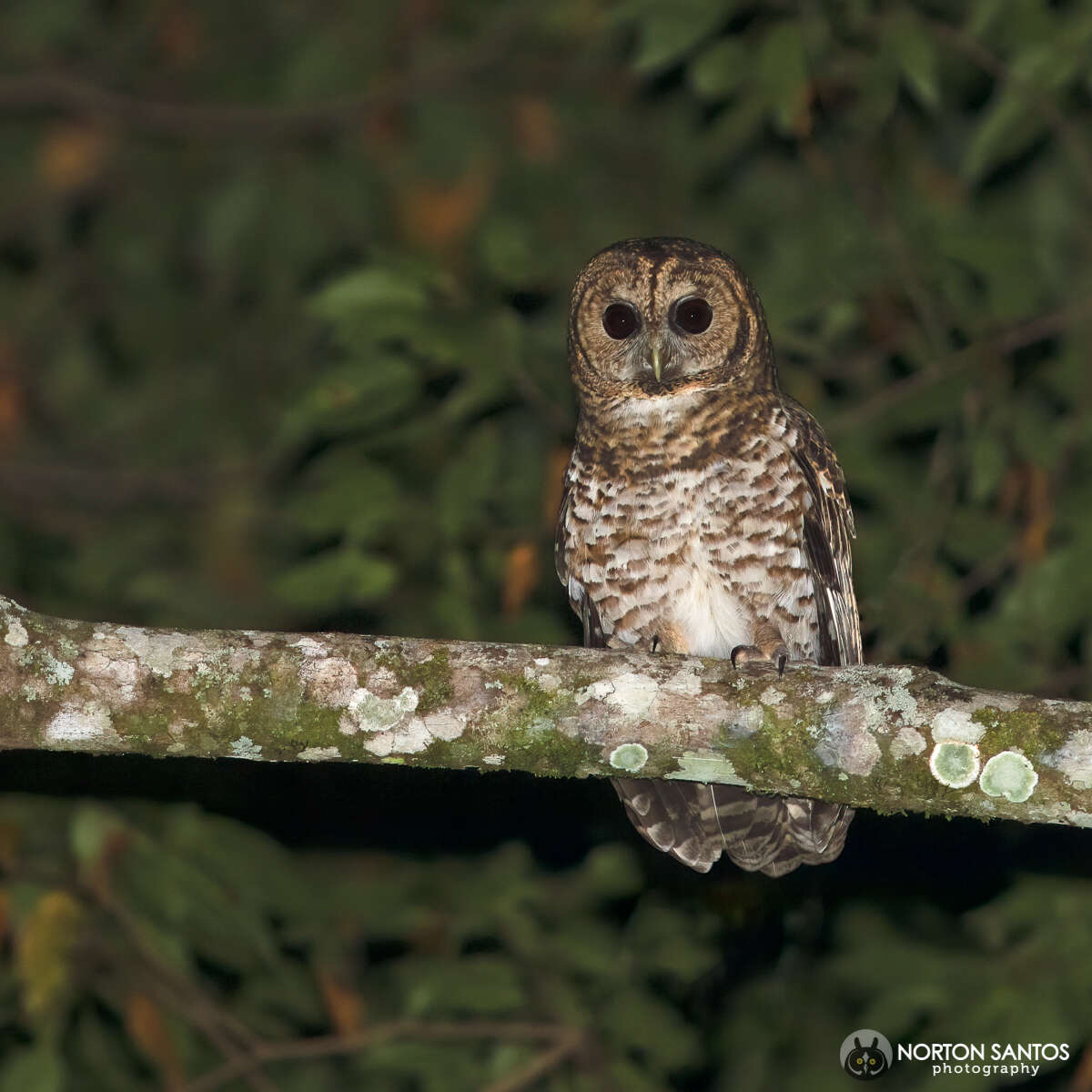 Image of Rusty-barred Owl