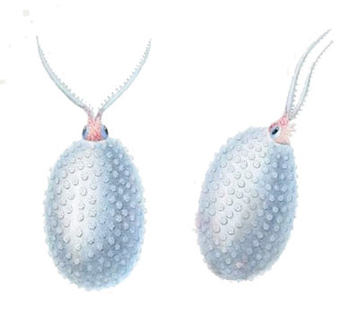 Image of <i>Cranchia scabra</i> Leach 1817