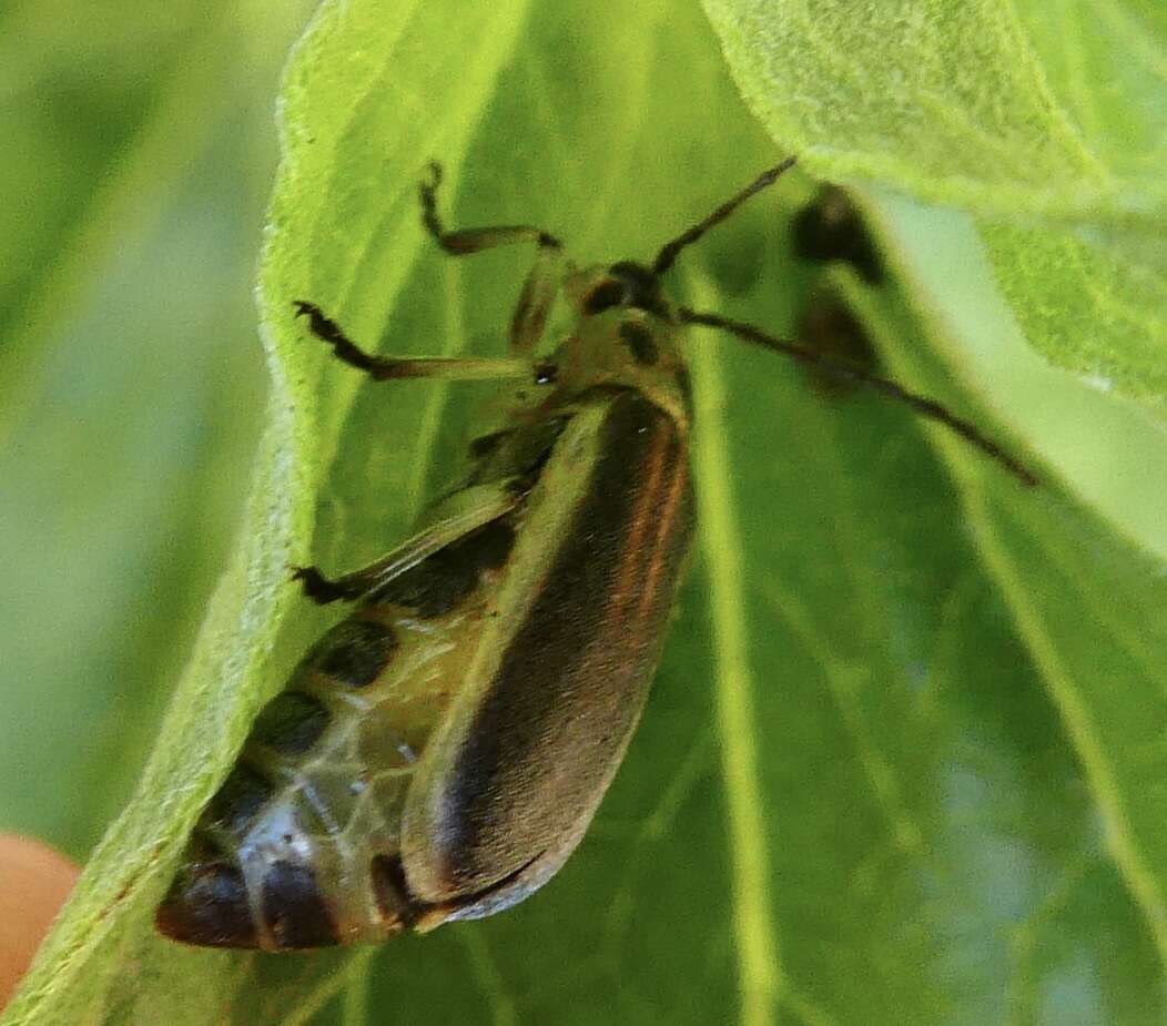 Image of Trirhabda geminata Horn 1893