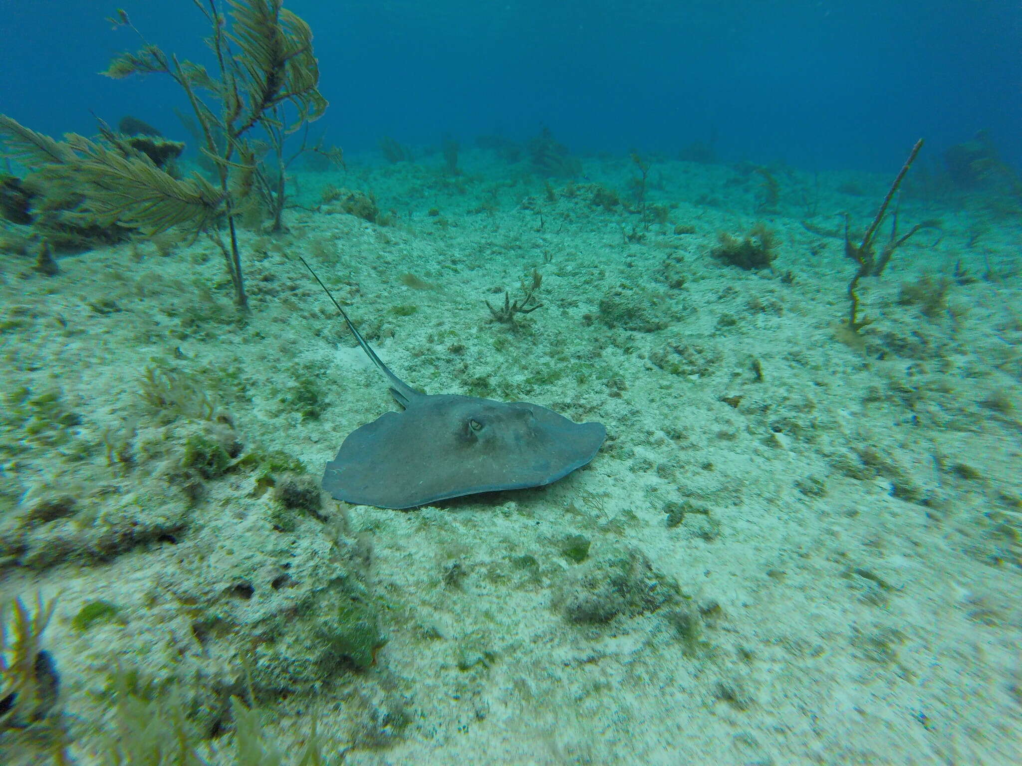 Image of Southern stingray