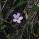 Imagem de Geranium multiceps Turcz.