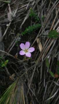 Image of Geranium multiceps Turcz.