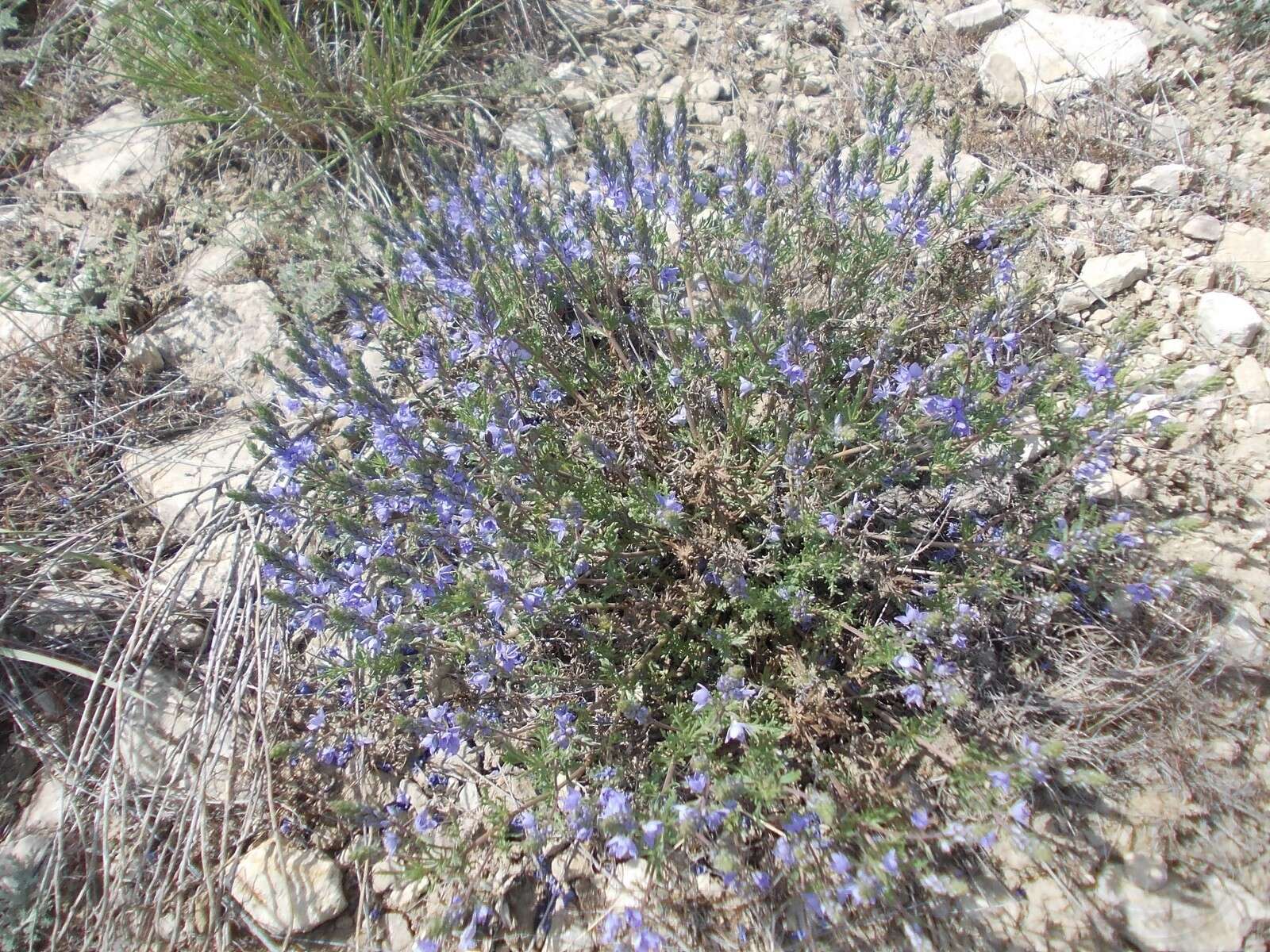 Image of Veronica multifida L.