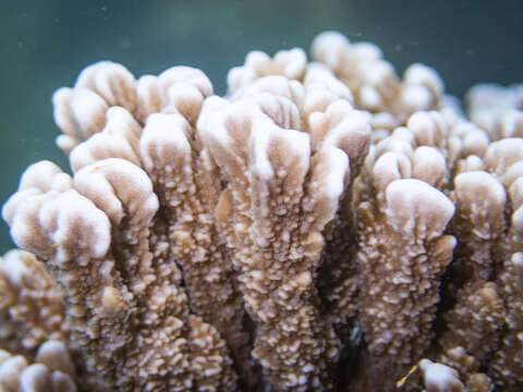 Image of pore coral