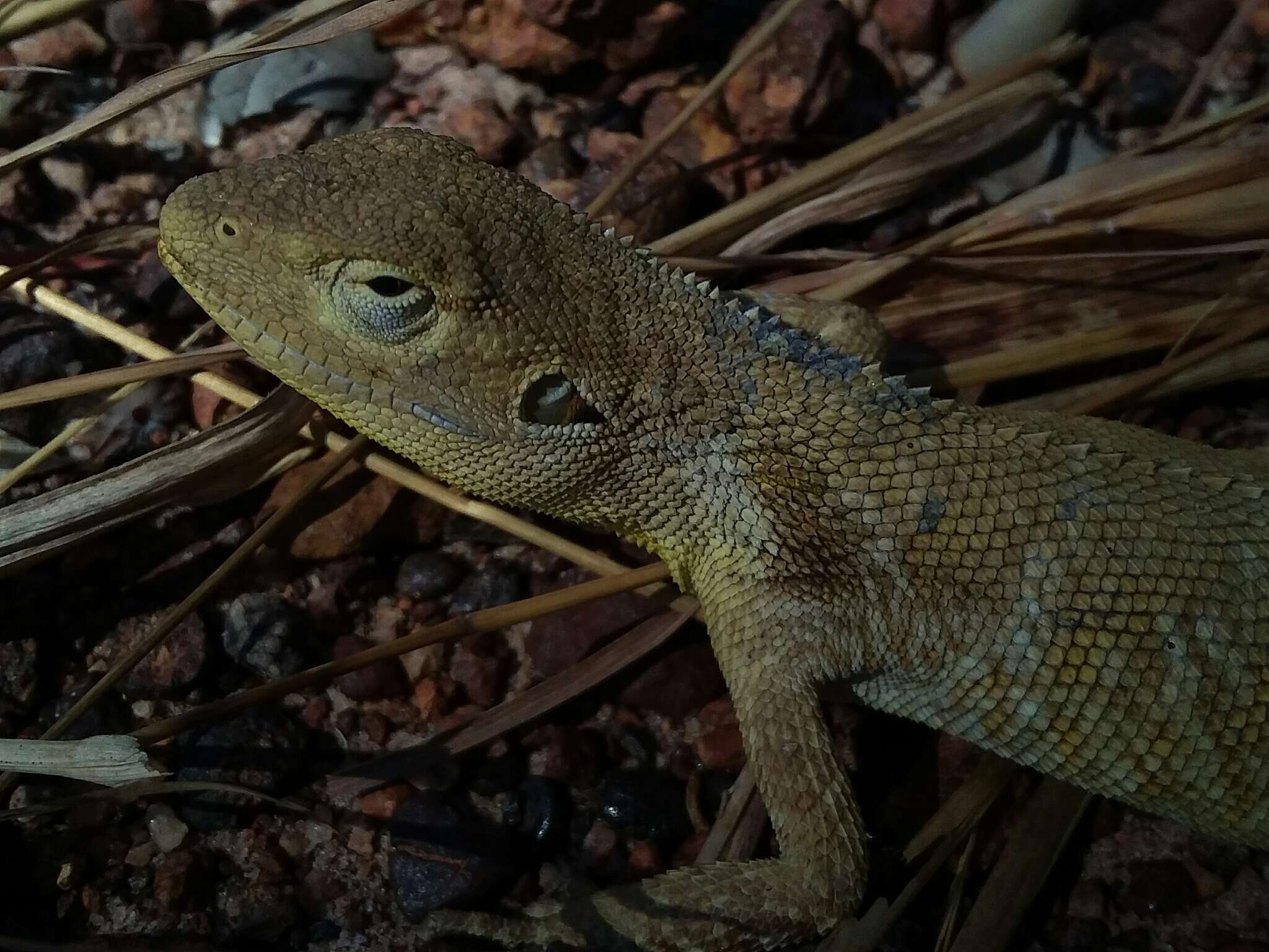 Image of Chameleon Dragon